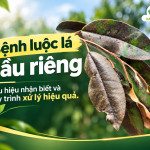 Bệnh Luộc Lá Sầu Riêng: Dấu Hiệu Và Quy Trình Xử Lý