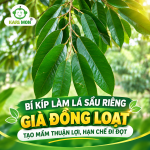 BÍ KÍP LÀM LÁ SẦU RIÊNG GIÀ ĐỒNG LOẠT – TẠO MẦM THUẬN LỢI, HẠN CHẾ ĐI ĐỌT