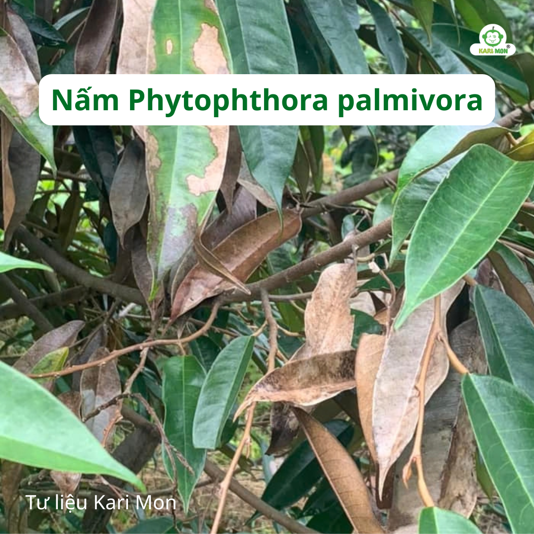 Nấm Phytophthora palmivora