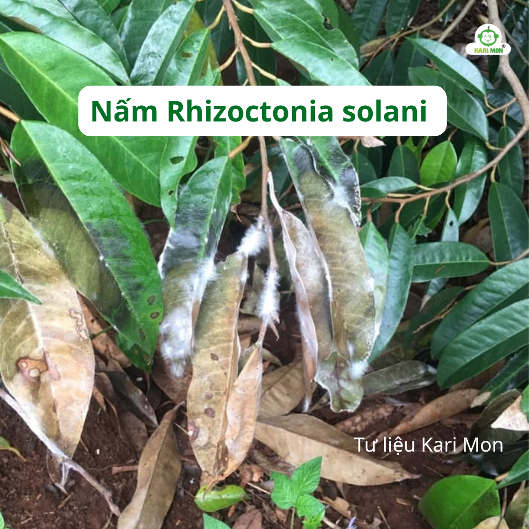 Nấm Rhizoctonia solani