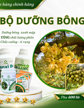 BỘ DƯỠNG BÔNG