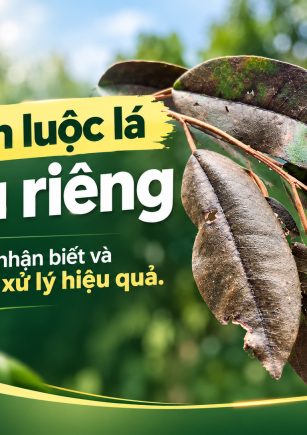 Bệnh luộc lá sầu riêng