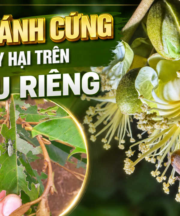 Bọ Cánh Cứng Gây Hại Trên Sầu Riêng