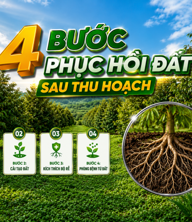 Phục Hồi đất Sau Thu Hoạch